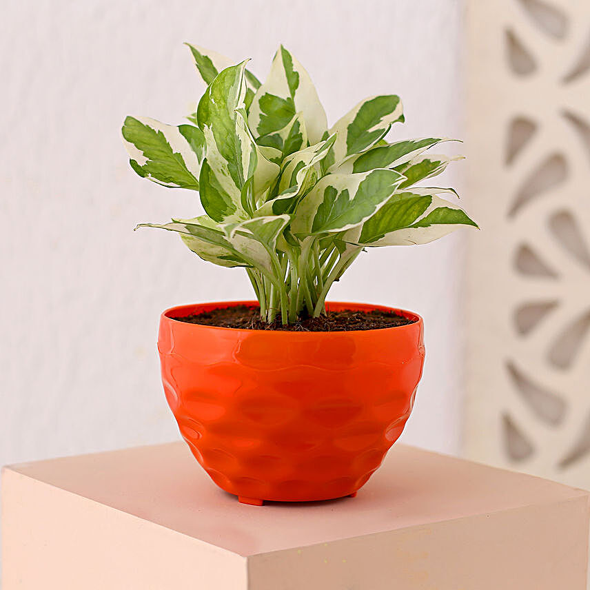 Pothos Plant N Tropical Orange Pot:Buy Air Purifying Plants