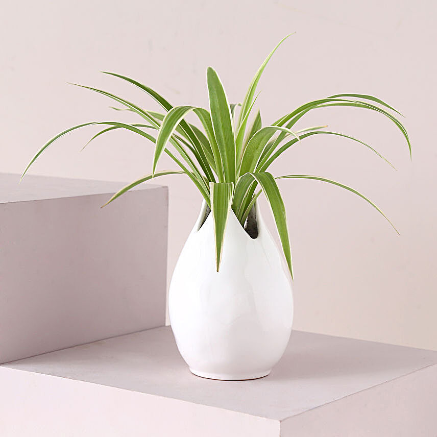 Spider Plant N White Bud Pot:Buy Air Purifying Plants