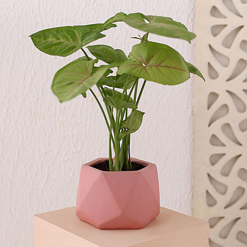 Syngonium Plant N Pink Diamond Pot