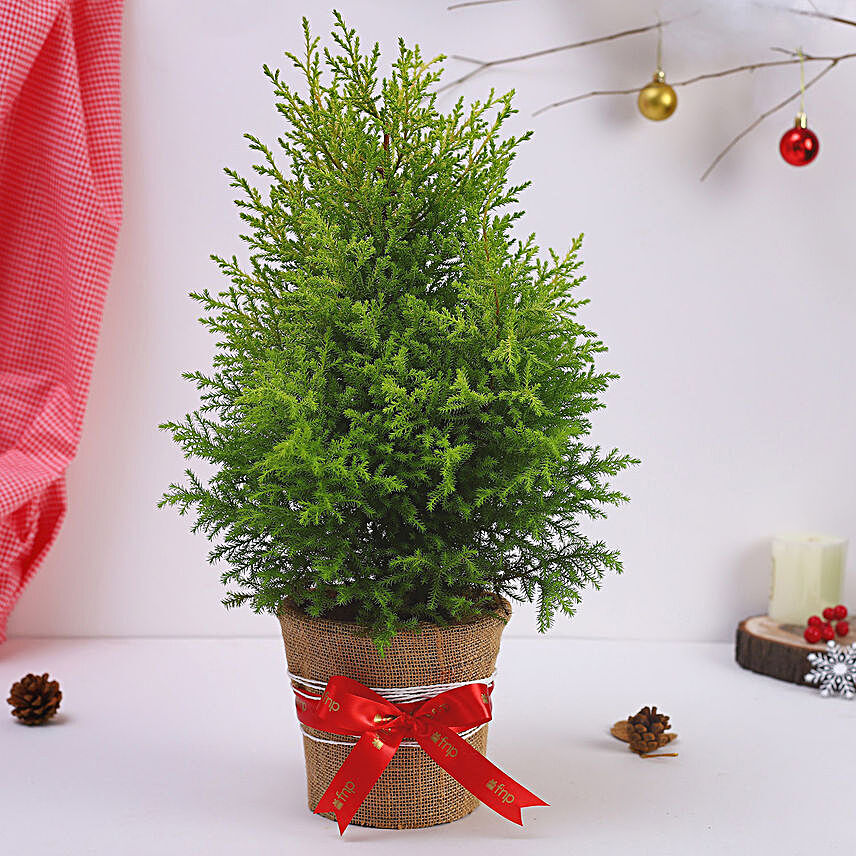 Cyprus Plant Christmas Tree Pot