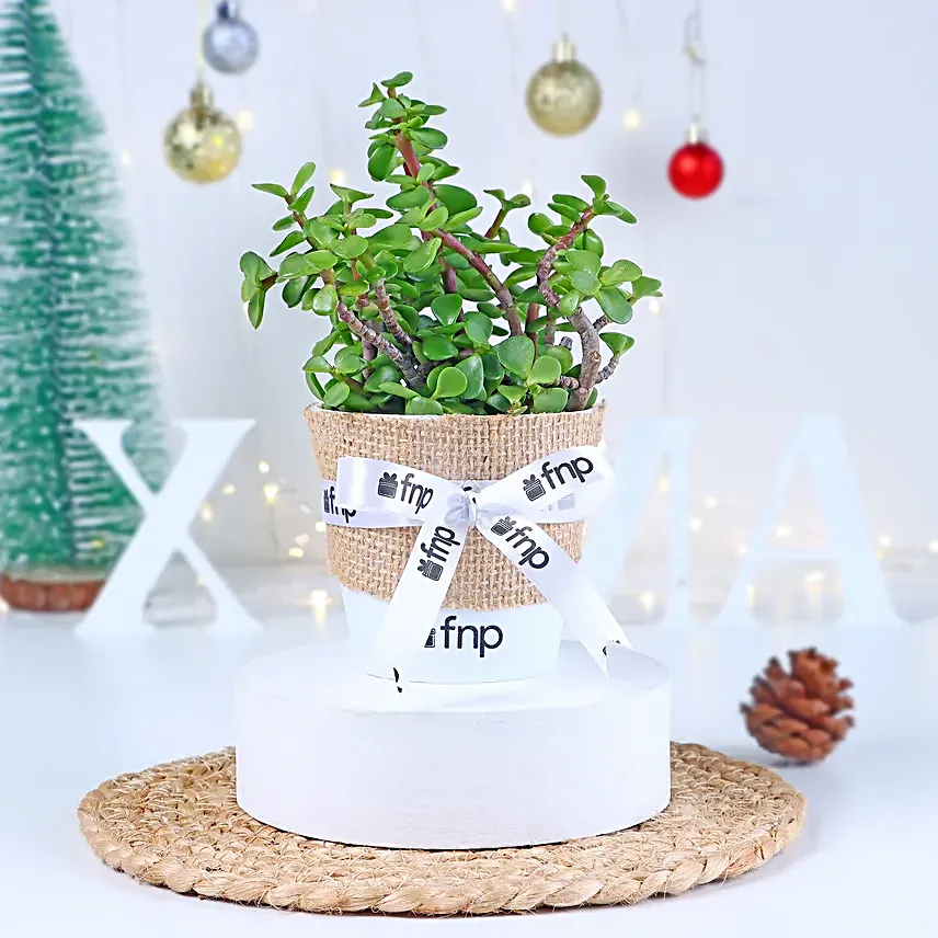 Jade Plant Winter Love Pot