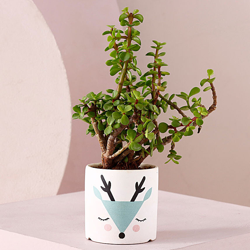 Jade Plant In Deer Print Pot:Plants For Birthday Gift