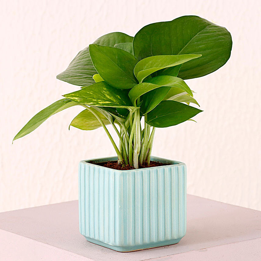 Money Plant Ribbed Pattern Pot:Plants For Birthday Gift