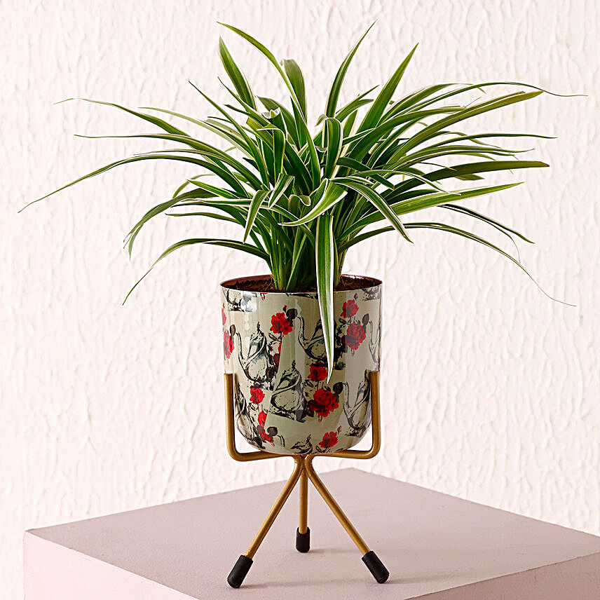 Spider Plant Floral Print Pot