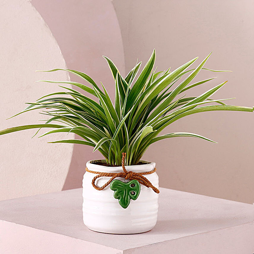 Spider Plant Sleek White Pot:Plants for Anniversary