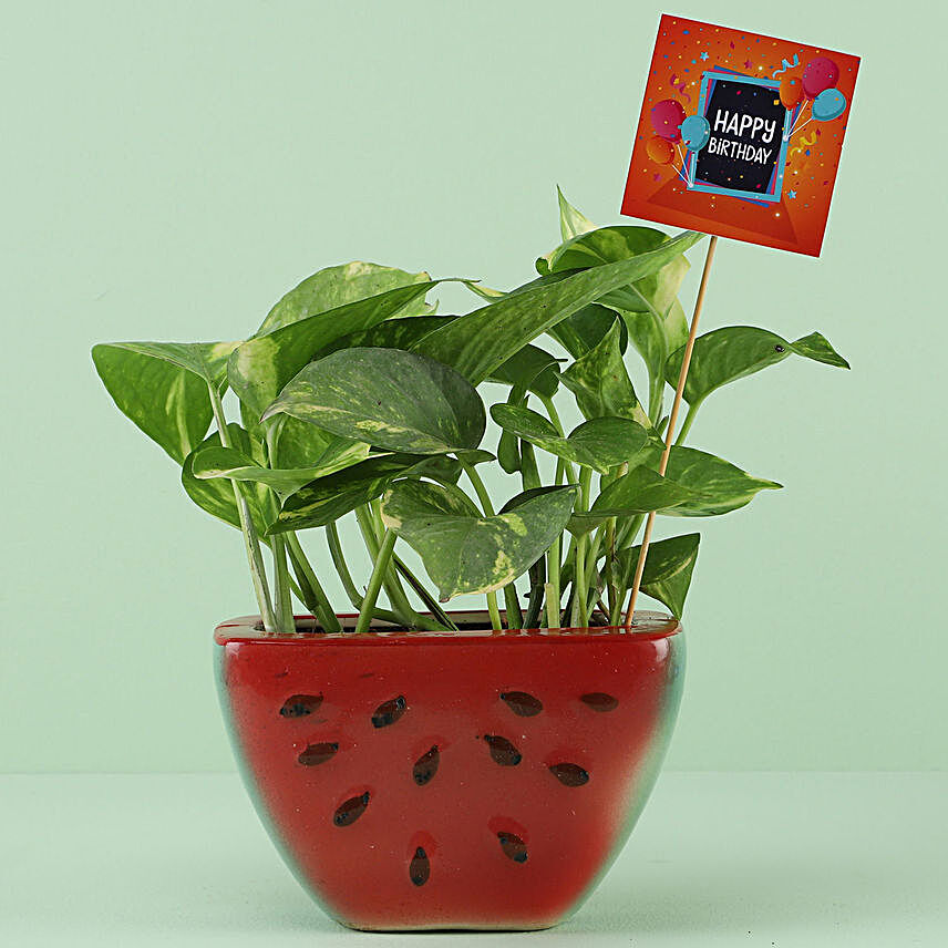 Online Watermelon Planter with Money Plant For Birthday:Plants for Birthday
