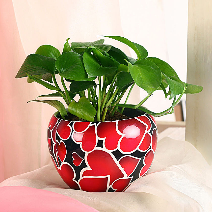 Money Plant In Printed Heart Pot