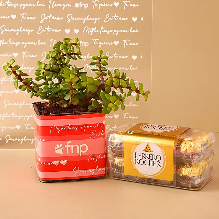 Jade Plant Chocolatey Combo Hand Delivery:Combos : Gift Double Joy