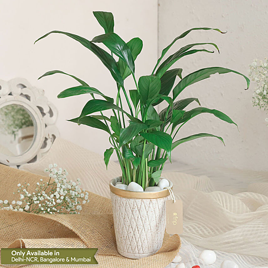 Peace Lily Plant In White Aesthetic Pot