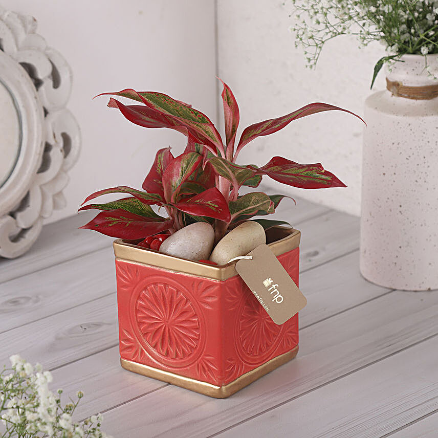 Red Aglaonema Plant In Vibrant Pot:Plants For Birthday Gift