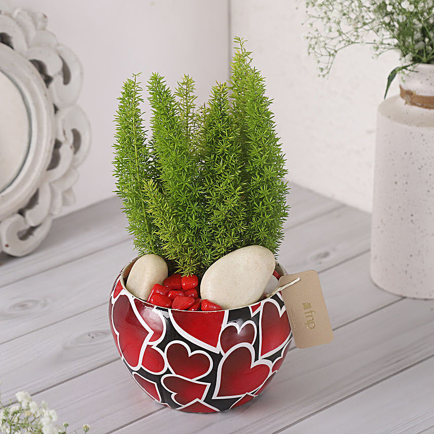 Asparagus Plant In Decorated Heart Pot