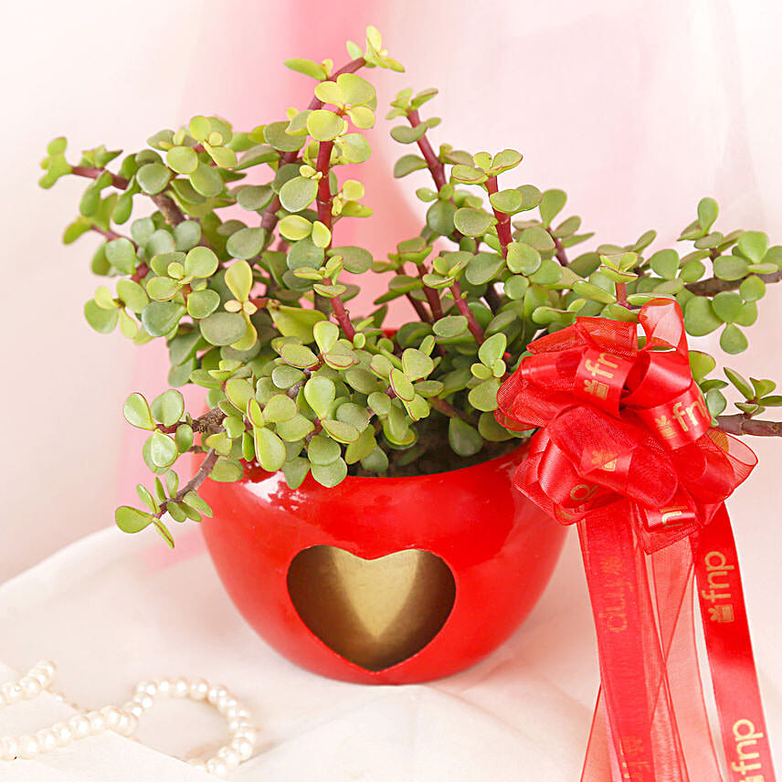 Jade Plant In Heart Cut Pot