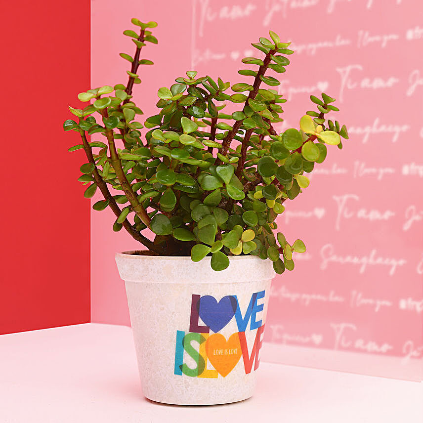 Jade Plant In Love Is Love Pot:Plants for Valentines Day