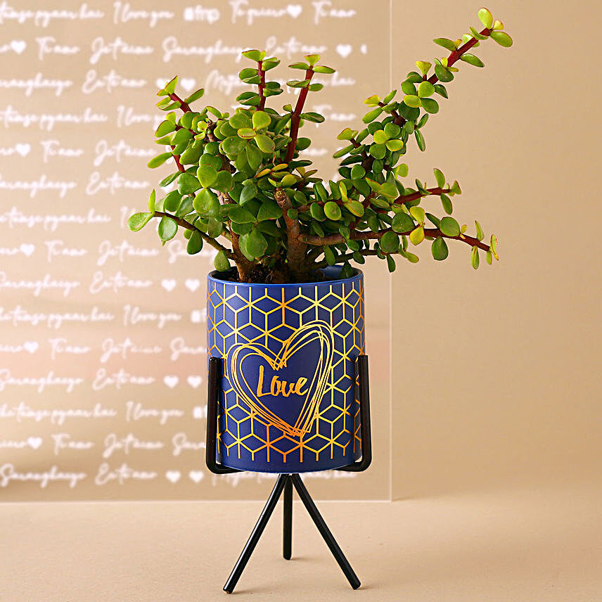 Jade Plant In Love Shine Pot:Plants for Valentines Day