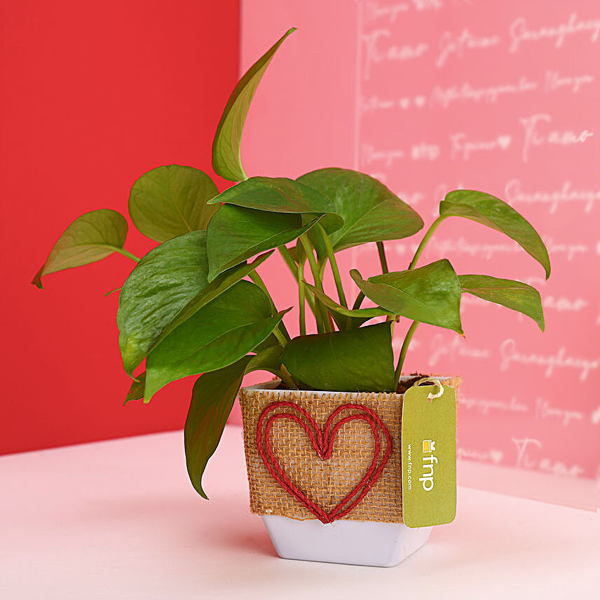 Money Plant In Heart Pot Hand Delivery