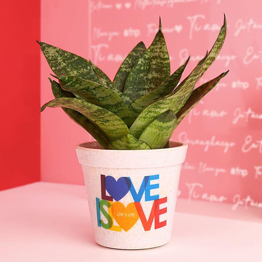 Sansevieria Plant In Love Is Love Pot