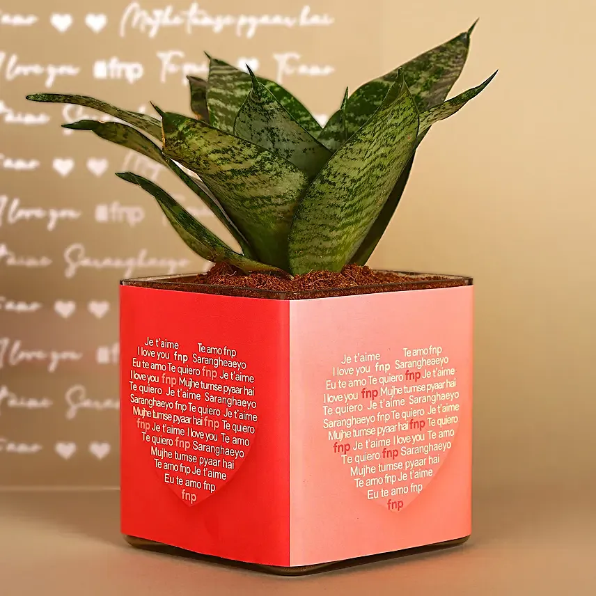 Sansevieria Plant In Love Vase:Valentine Plants