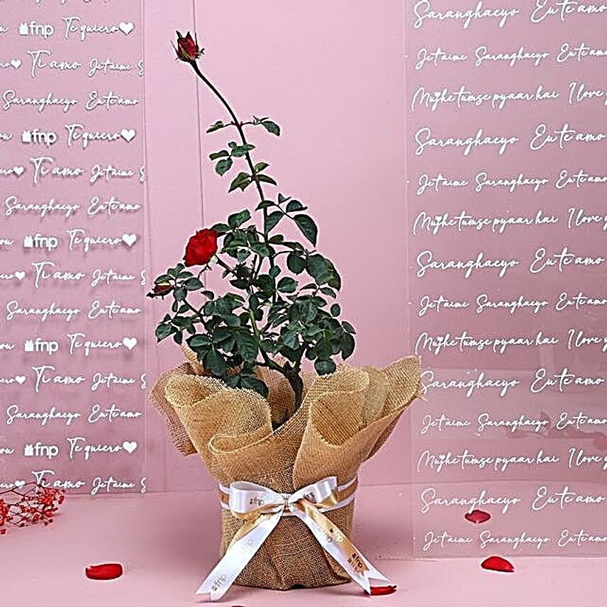 Red rose plant wrapped in natural jute and white raffia:Flowering Plants For Valentine's Day