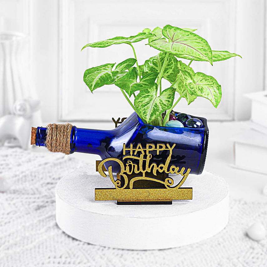 Syngonium Plant In Birthday Antiquity Bottle Planter