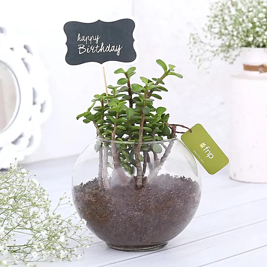 Happy Birthday Jade Plant Terrarium