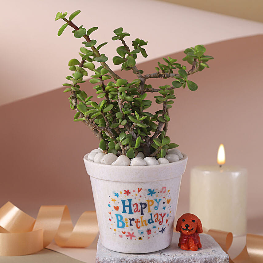 Birthday Joy Jade Plant Set
