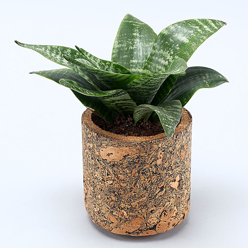 Sansevieria Plant In Textured Cork Pot