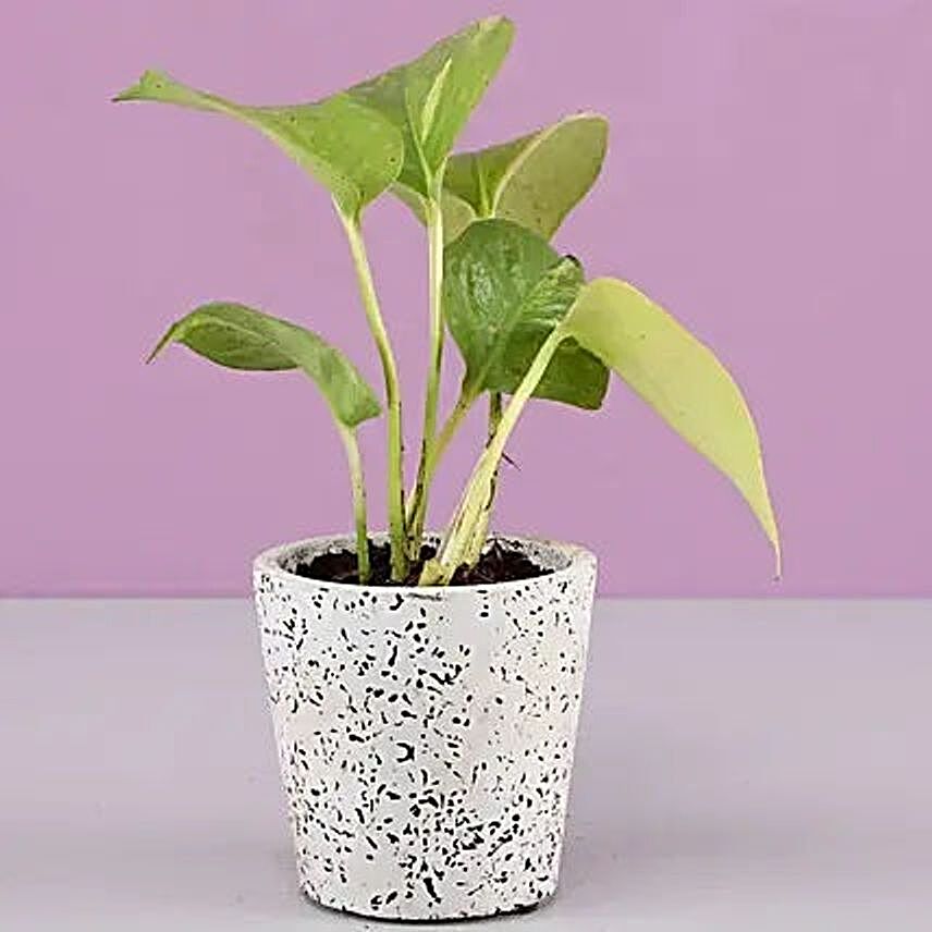 Golden Money Plant In White Ceramic Pot