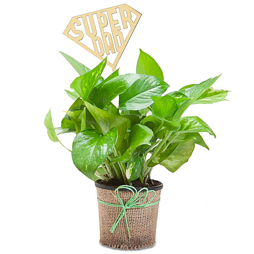 Fathers Day Golden Money Plant