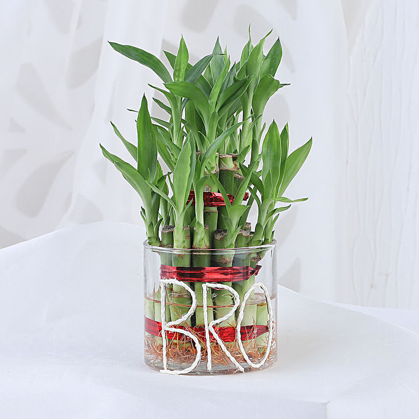 Lucky Bamboo For Brother