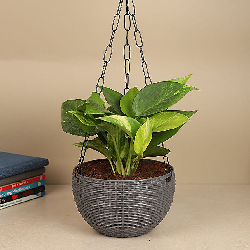 Tropical Basket Harmony Money Plant