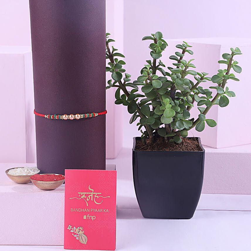 Sneh Pearl Rakhi with Jade Plant