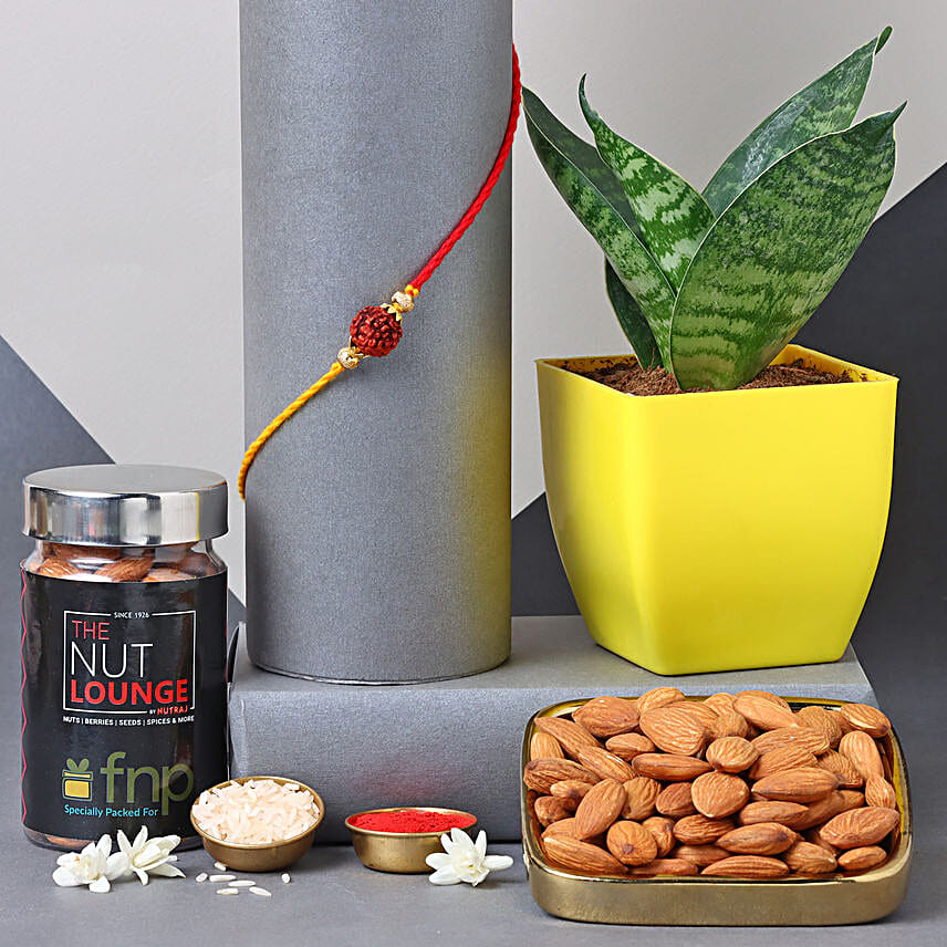 Sneh Rudraksha Rakhi N Snake Plant With Almonds