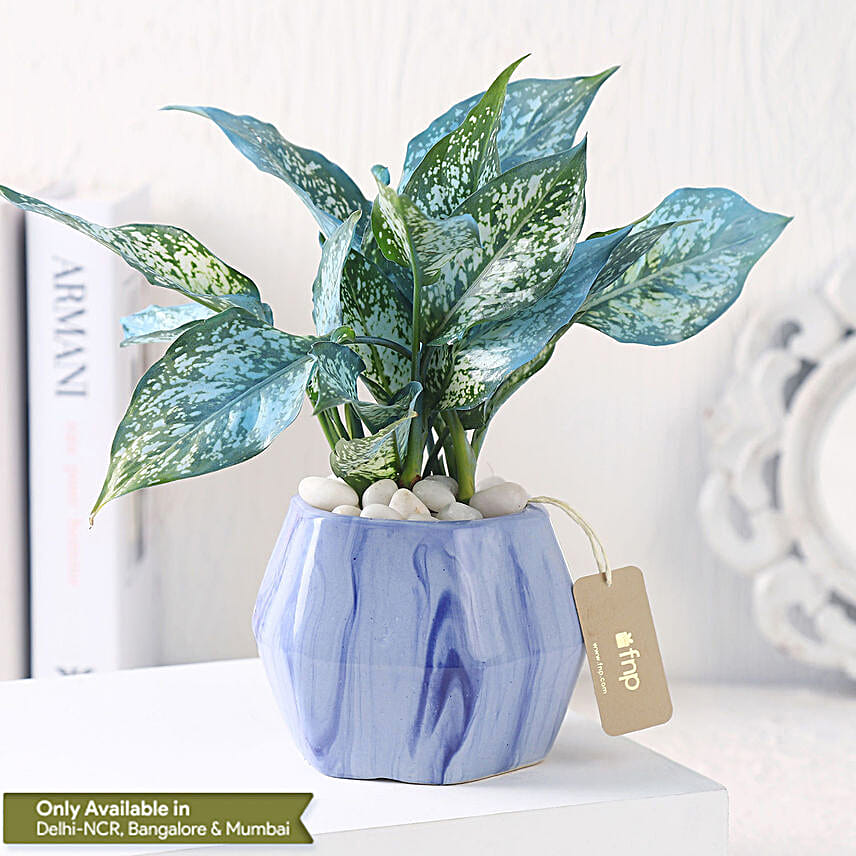 Green Aglaonema in Hexagon Pot