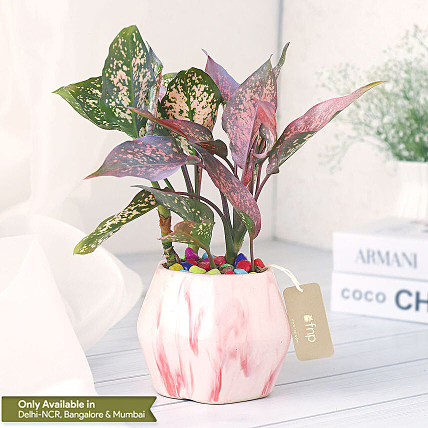 Pink Fortune Aglaonema Plant