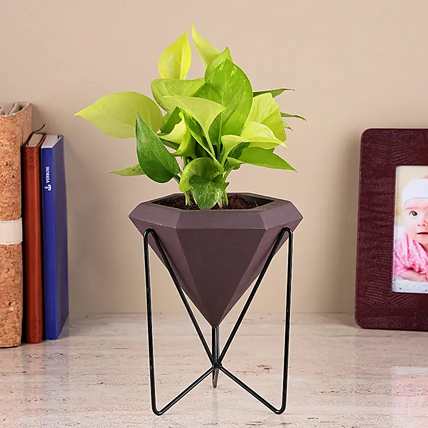 Green Money Plant In Conical Pot