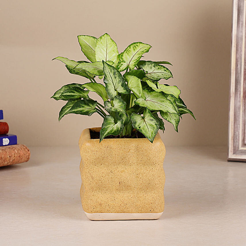 Green Syngonium Plant In Aesthetic Ceramic Pot
