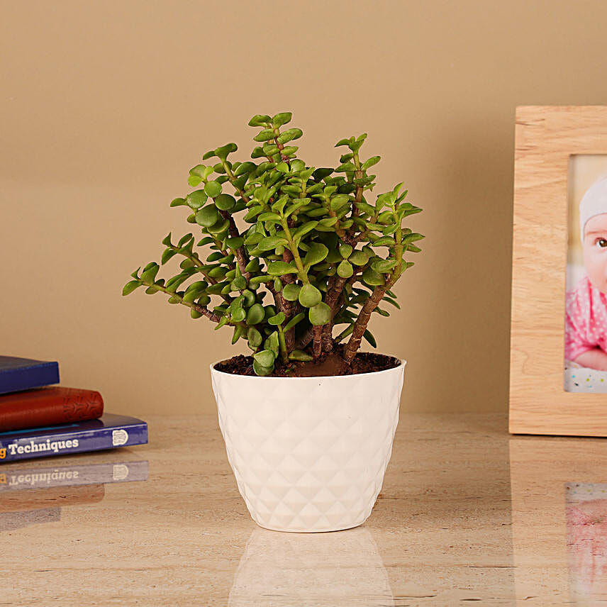 One Jade Plant in Diamond Pot