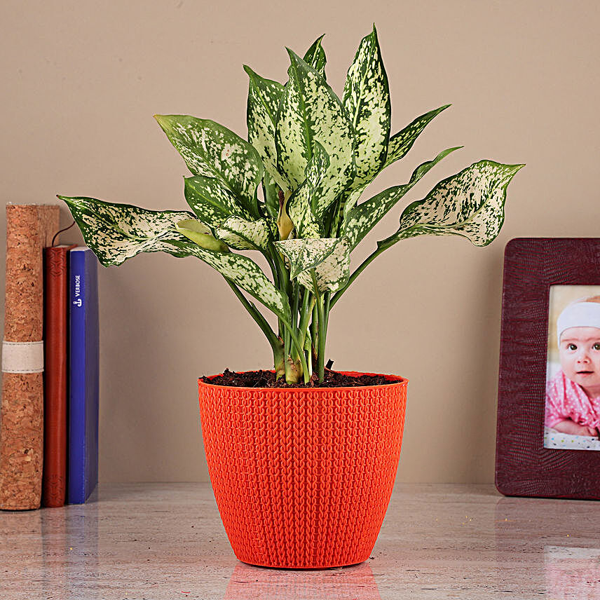 Green Aglaonema Plant In Orange Turkey Pot