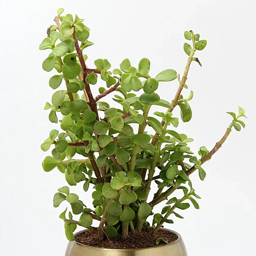 Jade Plant In Gold Tone Metal Pot