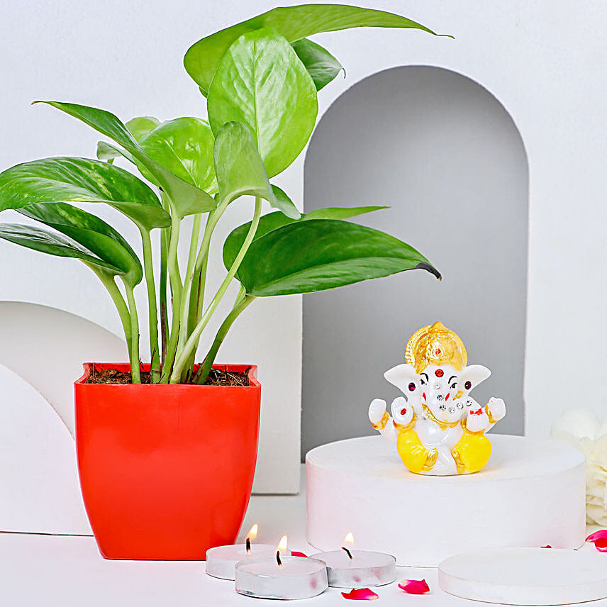 Money Plant Splendour & Diwali Celebration