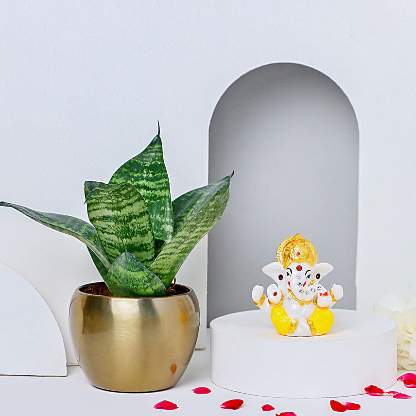 Sansevieria Snake Plant Blessings & Luminous Diwali