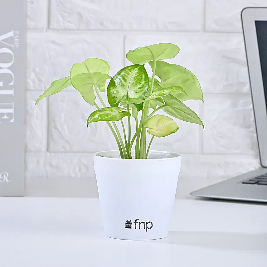 Air Purifying Syngonium Plant In White Pot