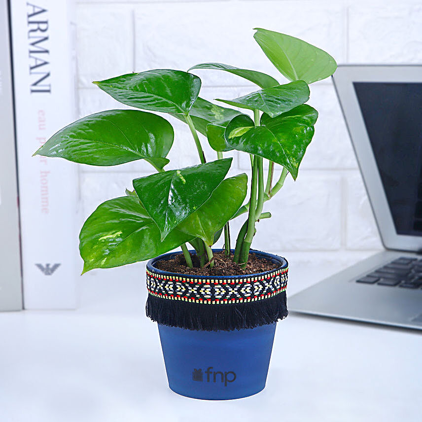 Gold King Money Plant in Black Square Pot with Boho Lace