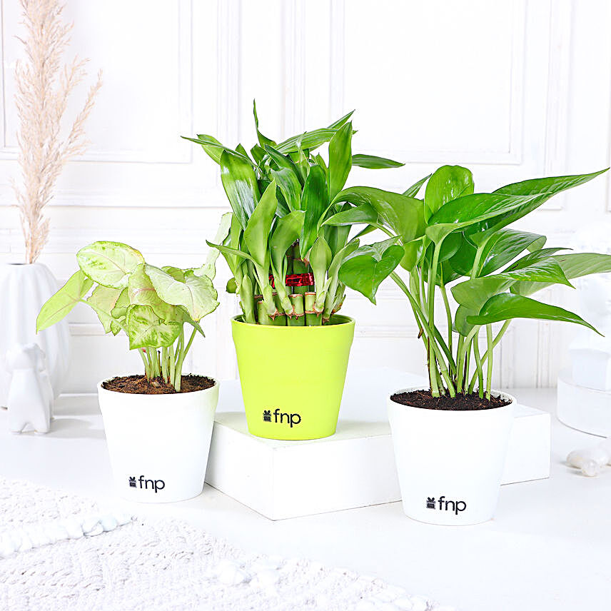 Set of Foliage & Bamboo Plants In White Pot