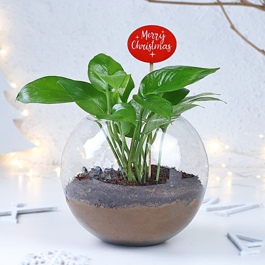 Prosperity Wishes Money Plant