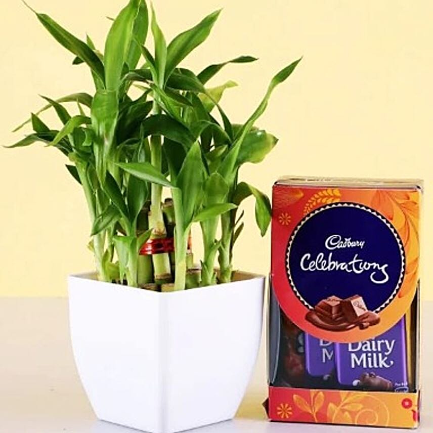 2 layes bamboo and cadbury