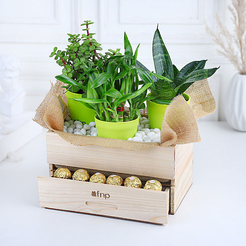 Plants & Rocher Choco Basket