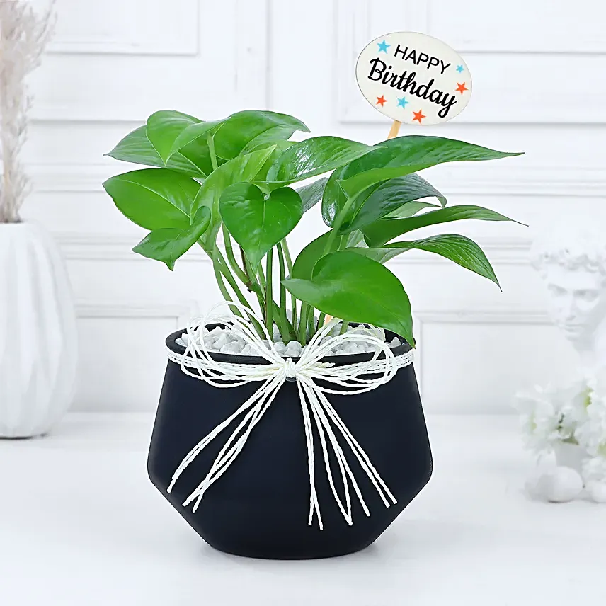 Money Plant Birthday Blossom