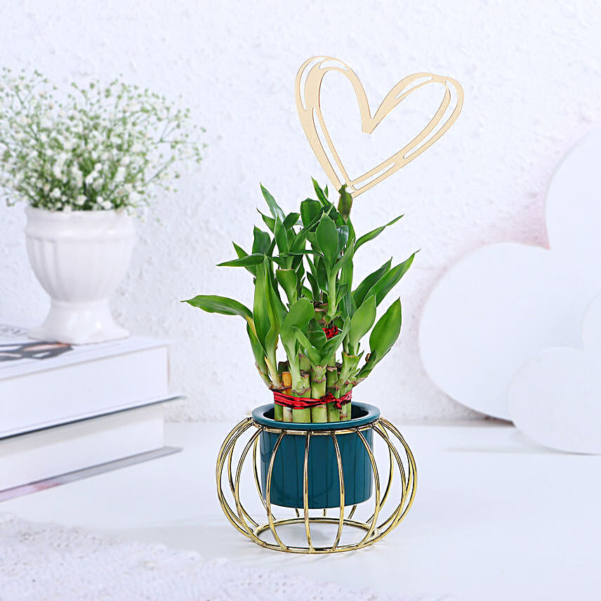 Lucky Bamboo In Modern Hearty Touch Pot
