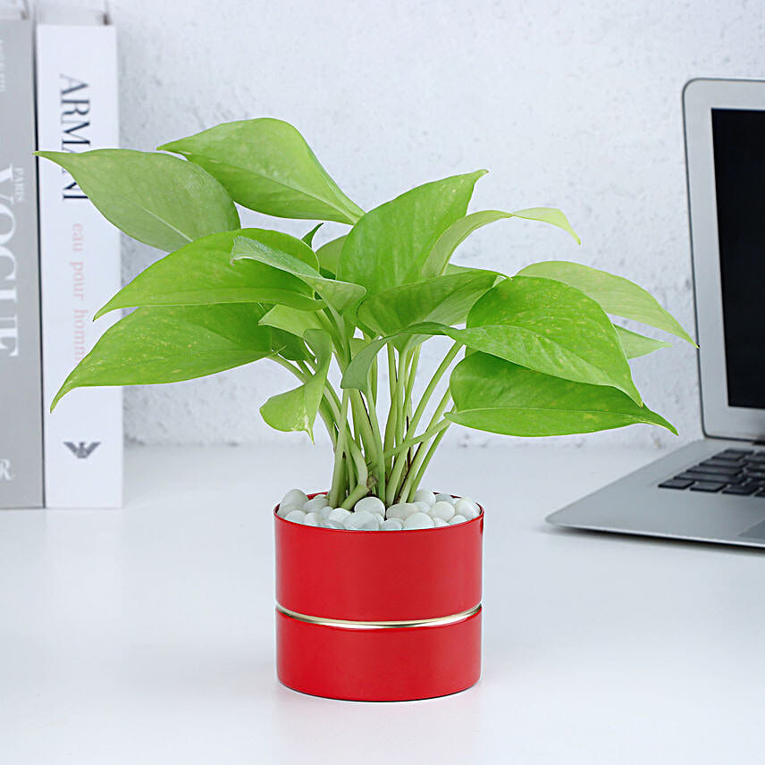 Money Plant Elegance in Red